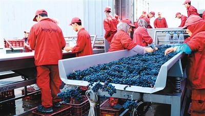 首屆國(guó)際進(jìn)博會(huì) 全球葡萄酒買(mǎi)家新天堂