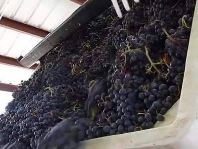 耗時(shí)30個(gè)月的匠心之作 揭秘葡萄酒加工到銷售的全過(guò)程